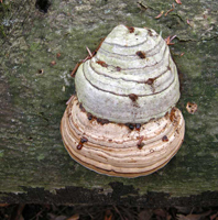 Fomes fomentarius, shows two years of growth, the older top gray fruiting body and the younger than one below.